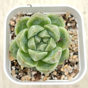 yX_ꐶYzA GPxA O[ 7.5Z`|bgc C4099