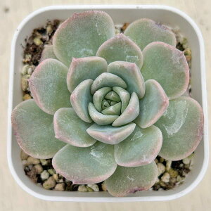 yX_ꐶYzA GPxA VK[sNn[g 7.5Z`|bgc C5060