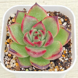 yX_ꐶYzA GPxA xjJ 7.5Z`|bgc C5055