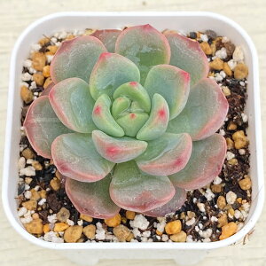 yX_ꐶYzA GPxA r[Hyb 7.5Z`|bgc C5054