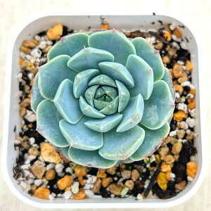 yX_ꐶYzA GPxA O[gW[{g 7.5Z`|bgc C6010