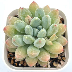 yX_ꐶYzA GPxA p[ 7.5Z`|bgc 0507004