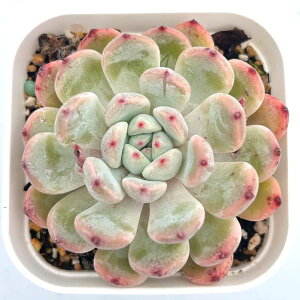 yX_ꐶYzA GPxA rAg 7.5Z`|bgc 0507007