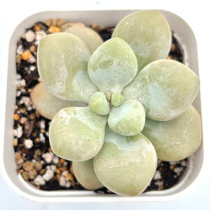 yX_ꐶYzA pLtBc IVF×`[Y 7.5Z`|bgc 0505029