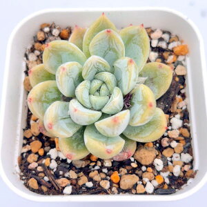 【当店農場生産】◎多肉植物 エケベリア パテックエメラルド 7.5センチポット苗 0505027