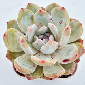 yX_ꐶYzA GPxA t@[XgXm[ 7.5Z`|bgc 0507005