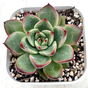 yX_ꐶYzA GPxA i 7.5Z`|bgc C5085