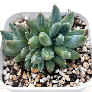 yX_ꐶYzA GPxA JtX^[ 7.5Z`|bgc C4150