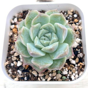 yX_ꐶYzA GPxA s[`tOX 7.5Z`|bgc C4146