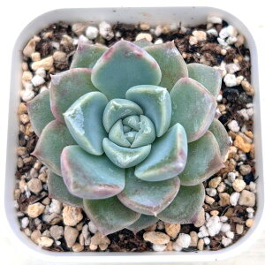 yX_ꐶYzA GPxA sNX|bg 7.5Z`|bgc C4148