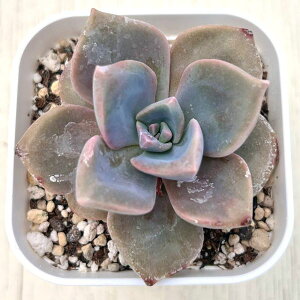 yX_ꐶYzA GPxA C{[LfB[ 7.5Z`|bgc C5031