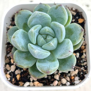 yX_ꐶYzA GPxA XC[gXvO 7.5Z`|bgc C4141