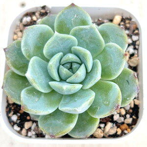 �y���X�_�ꐶ�Y�z�������A�� �G�P�x���A �X�m�[�V�F�� 7.5�Z���`�|�b�g�c C4125