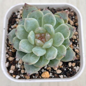 yX_ꐶYzA GPxA bNVK[NX^ 7.5Z`|bgc C4120