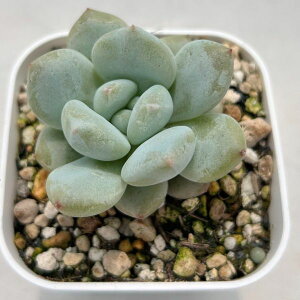 yX_ꐶYzA GPxA pt[×[Hyb 7.5Z`|bgc 0505053