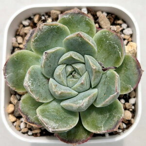 yX_ꐶYzA GPxA n 7.5Z`|bgc 0505069