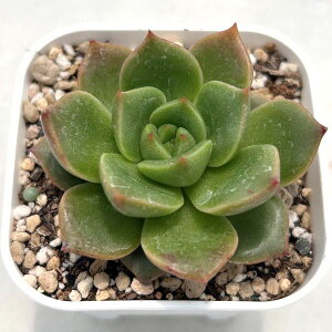 yX_ꐶYzA GPxA s[`sN 7.5Z`|bgc 0505050