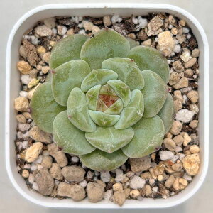 yX_ꐶYzA GPxA Arj 7.5Z`|bgc 0505056