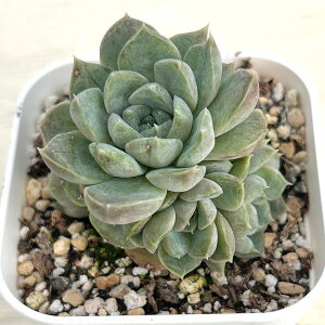 yX_ꐶYzA GPxA ACXr[ 7.5Z`|bgc C4098