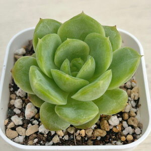 【当店農場生産】●多肉植物 エケベリア ベビーグリーン 7.5センチポット苗 C4130
