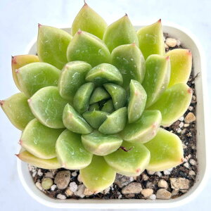 yX_ꐶYzA GPxA ``WFj[ 7.5Z`|bgc 0506013