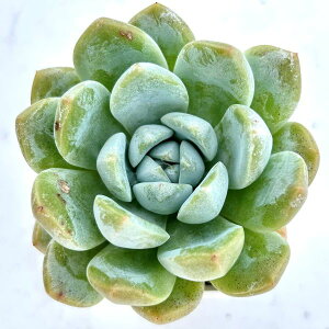 yX_ꐶYzA GPxA VbN[tWFj[ 7.5Z`|bgc 0506005