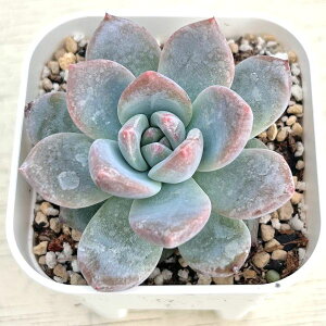 yX_ꐶYzA GPxA LfB[IW 7.5Z`|bgc C5114