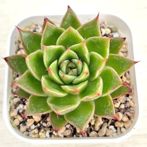 yX_ꐶYzA GPxA XpC 7.5Z`|bgc C5059