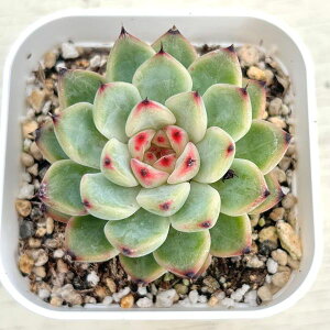 yX_ꐶYzA GPxA X^[VCWFj[ 7.5Z`|bgc C5073