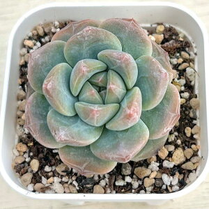 yX_ꐶYzA GPxA Xgx[ou 7.5Z`|bgc C4096