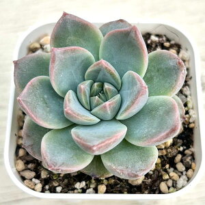 yX_ꐶYzA GPxA tCOX^[ 7.5Z`|bgc C5003