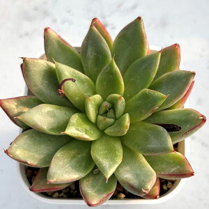 yX_ꐶYzA GPxA h[~[NC[ 7.5Z`|bgc 0506001