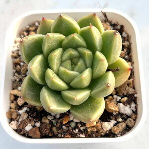 yX_ꐶYzA GPxA uCgWFj[ 7.5Z`|bgc 0506012