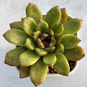 yX_ꐶYzA GPxA ubNNX^Hyb 7.5Z`|bgc 0506007