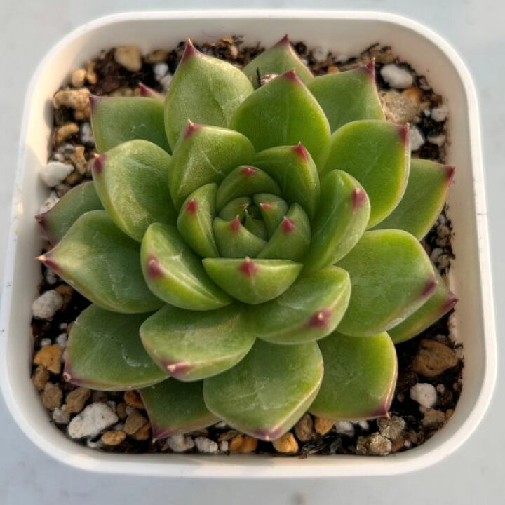 楽天市場】【当店農場生産】◎多肉植物 エケベリア ムーンストーン 7.5 