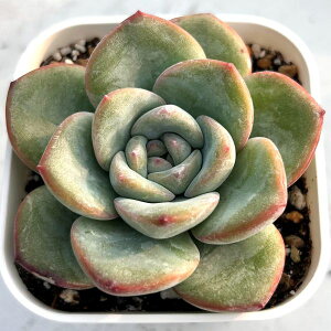 yX_ꐶYzA GPxA ZZ[V 7.5Z`|bgc 0506033