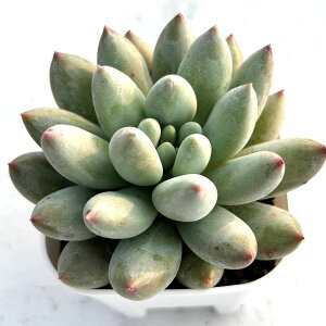 yX_ꐶYzA GPxA \ 7.5Z`|bgc 0506030