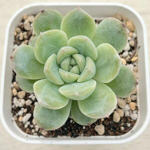 yX_ꐶYzA GPxA C[Wou 7.5Z`|bgc C4129