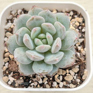 yX_ꐶYzA GPxA X^[IW 7.5Z`|bgc C4128