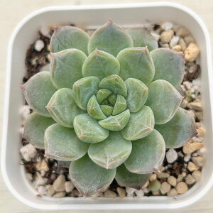 yX_ꐶYzA GPxA sNTN 7.5Z`|bgc C4112