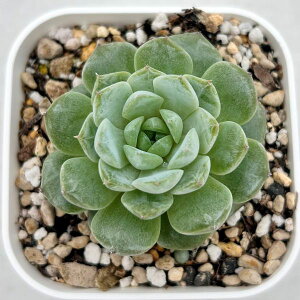 yX_ꐶYzA GPxA V[[ 7.5Z`|bgc 0505058