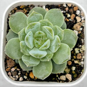 yX_ꐶYzA GPxA Zi|Gg[ 7.5Z`|bgc 0505071