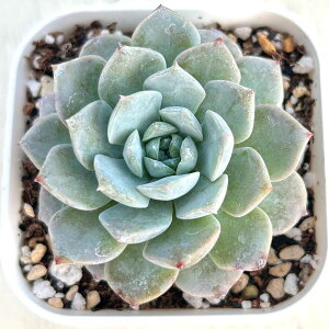 yX_ꐶYzA GPxA A[WOOCX 7.5Z`|bgc C4015