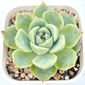 yX_ꐶYzA GPxA ACbV[Y 7.5Z`|bgc 0506020