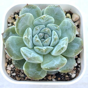 yX_ꐶYzA GPxA sNs[` 7.5Z`|bgc 0506038