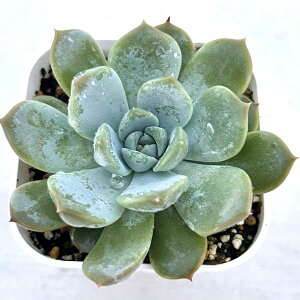 yX_ꐶYzA GPxA Ch[ 7.5Z`|bgc 0505060