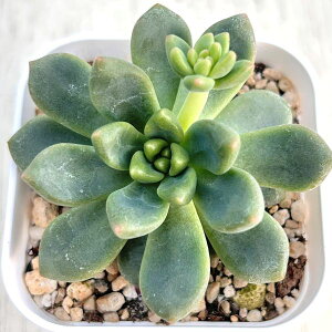 yX_ꐶYzA GPxA Vl 7.5Z`|bgc J6030