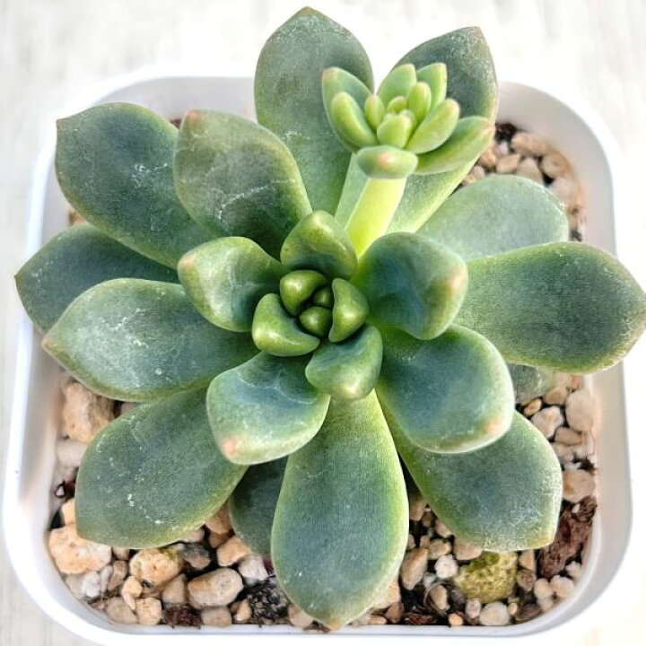 楽天市場】【当店農場生産】多肉植物 エケベリア シャネル 7.5センチ 