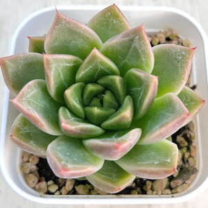 yX_ꐶYzA GPxA rEX 7.5Z`|bgc C5017