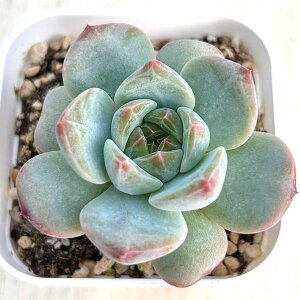 yX_ꐶYzA GPxA [×xxbg 7.5Z`|bgc C5058